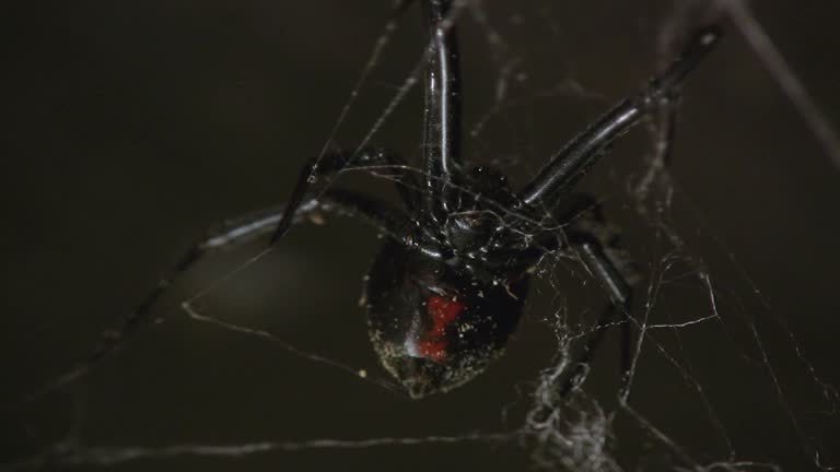 159 Black Widow Spider Videos and HD Footage - Getty Images 159 Black Widow Spider Videos and HD Footage - Getty Images
