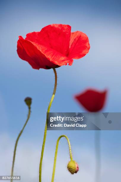 margorignan, languedoc, france - poppy flower stockfoto's en -beelden