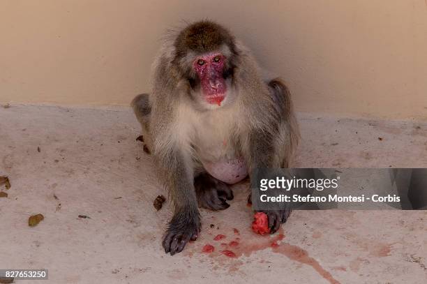 Japanese macaque eats frozen watermelon at the Bioparco zoo, to cool off in the intense heat on August 8, 2017 in Rome, Italy. Over the last few...