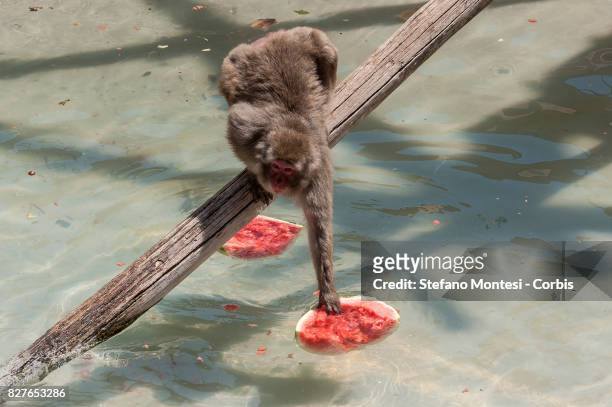 Japanese macaque eats frozen watermelon at the Bioparco zoo, to cool off in the intense heat on August 8, 2017 in Rome, Italy. Over the last few...
