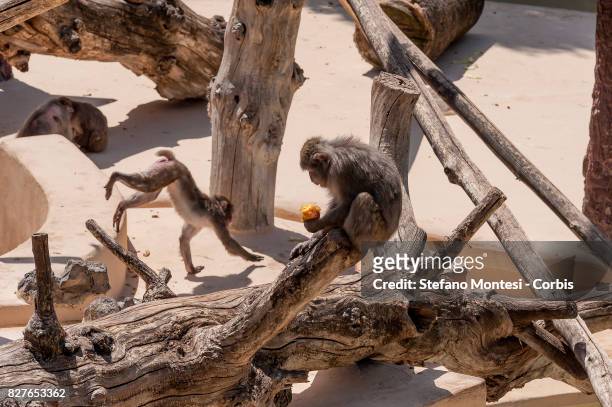 Japanese macaque eats frozen fruits at the Bioparco zoo, to cool off in the intense heat on August 8, 2017 in Rome, Italy. Over the last few days,...