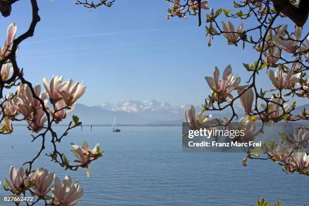 wasserburg am bodensee, baden-württemberg, germany - bodensee stock-fotos und bilder