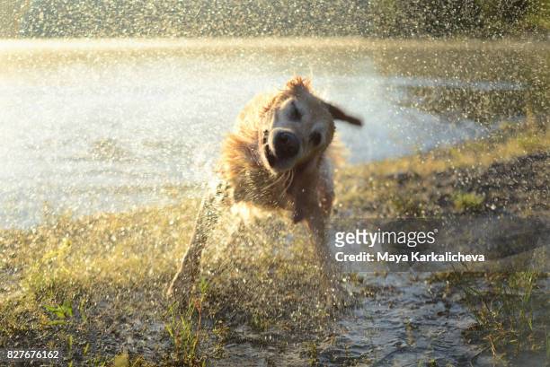 golden retriever shaking off water at sunrise by the lake - schütteln stock-fotos und bilder