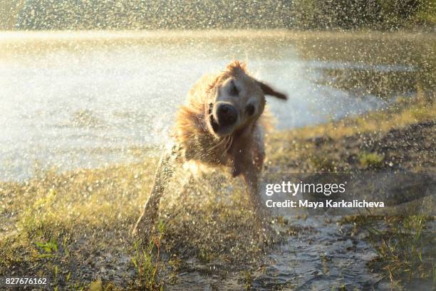 golden retriever shaking off water at sunrise by the lake - 犬　水 ストックフォトと画像