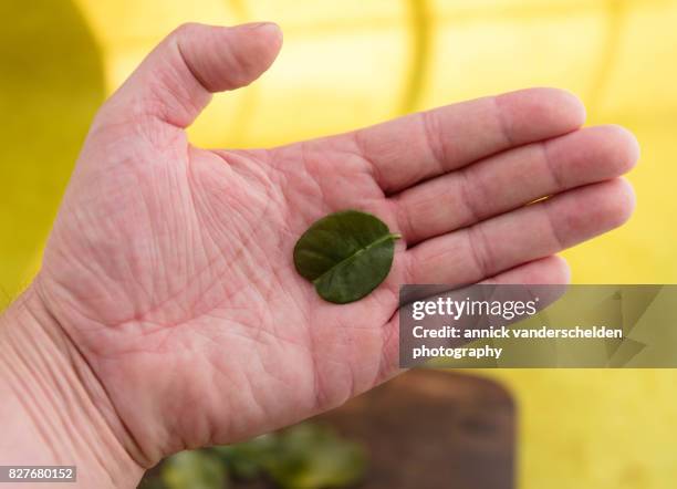 kaffir lime leaf. - kafferlimoen stockfoto's en -beelden