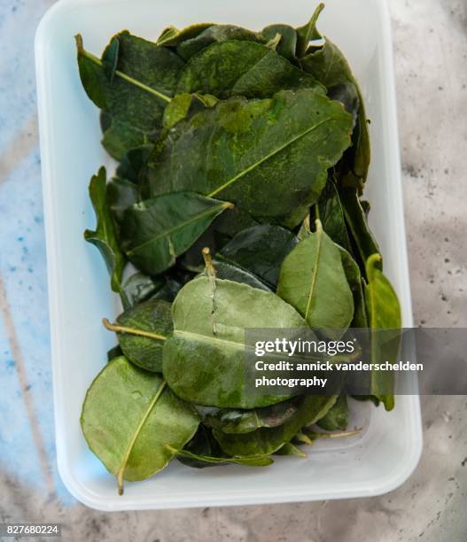 kaffir lime leaves in a plastic box. - kaffir lime leaf stock pictures, royalty-free photos & images