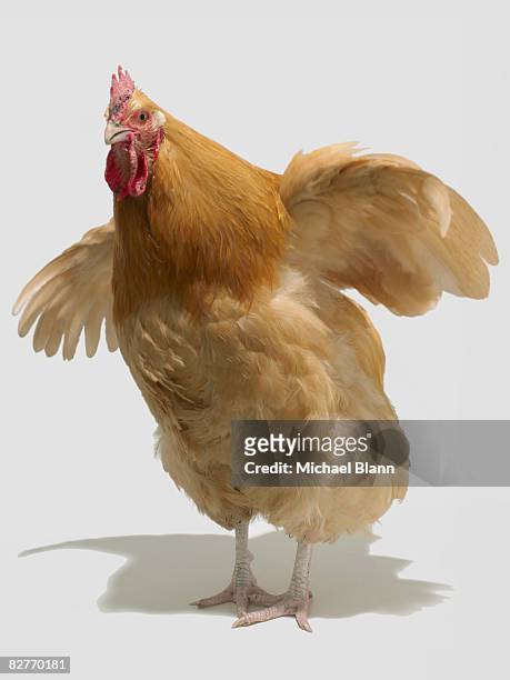 chicken flapping wings - chicken on white stockfoto's en -beelden