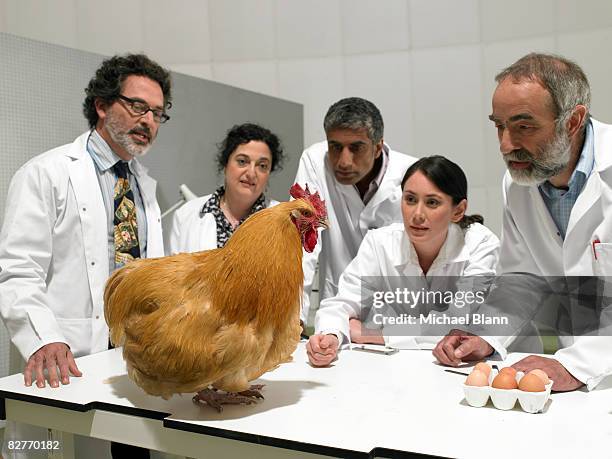 grupo de los científicos examinar pollo en los análisis de laboratorio - modificación genética fotografías e imágenes de stock