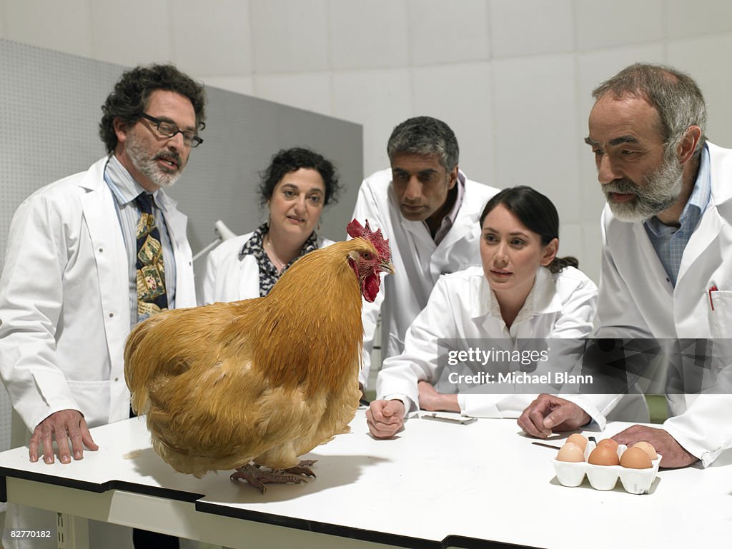 Group of scientists examine chicken in laboratory