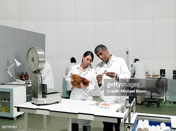 scientists in laboratory with chicken - public scrutiny stock pictures, royalty-free photos & images