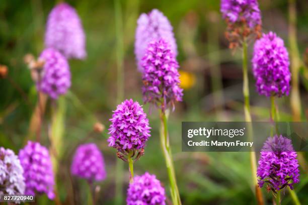 collection of wild pyramidial orchids, barnack hills and holes nature reserve, cambridgeshire, east anglia, uk - fen stock pictures, royalty-free photos & images