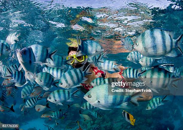 127,058 The Human Fish Stock Photos, High-Res Pictures, and Images ...