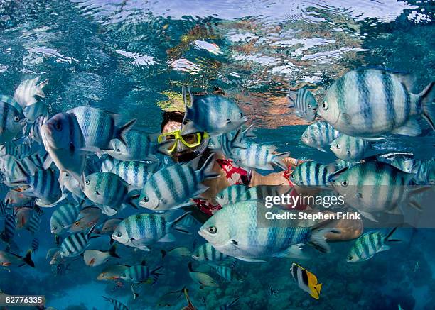 tropical fish just beneath the surface, south paci - tuamotus imagens e fotografias de stock