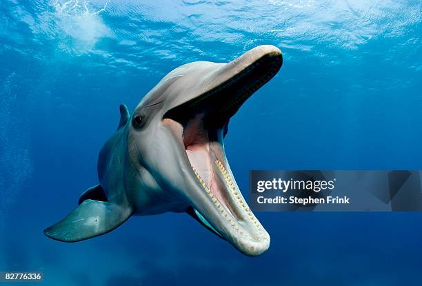 atlantic bottlenose dolphin, tursiops truncatus - tuimelaar stockfoto's en -beelden