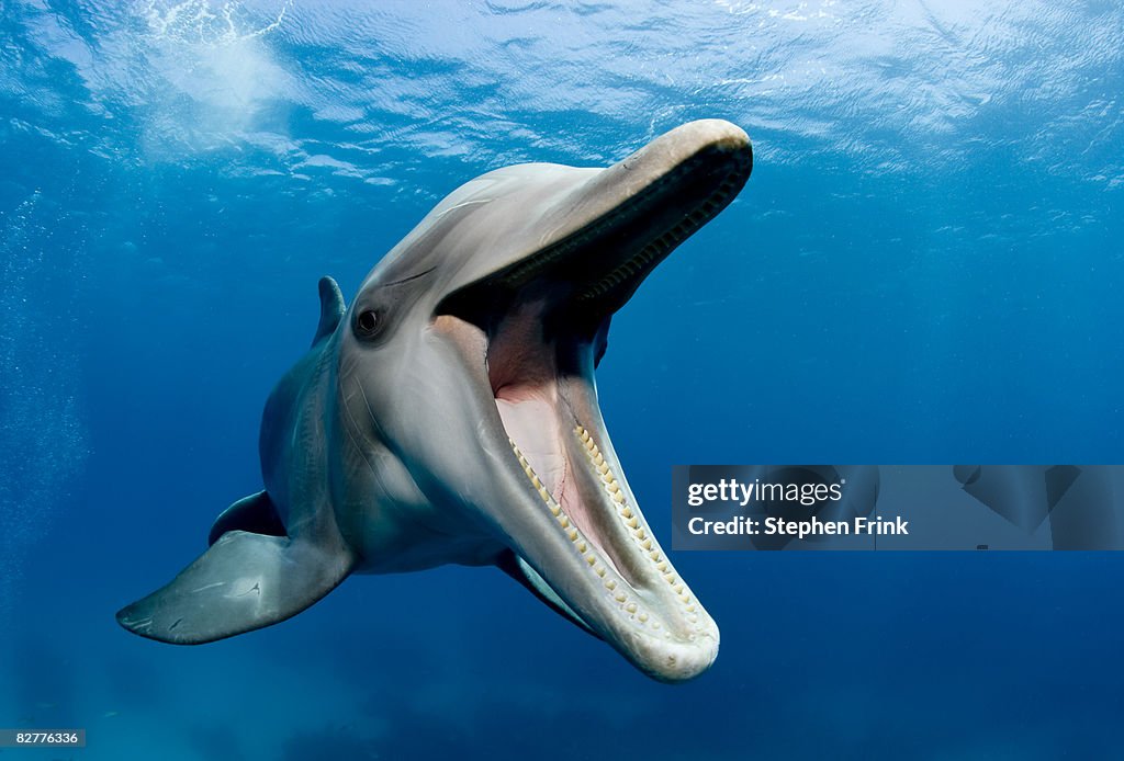 Atlantic bottlenose dolphin, Tursiops truncatus