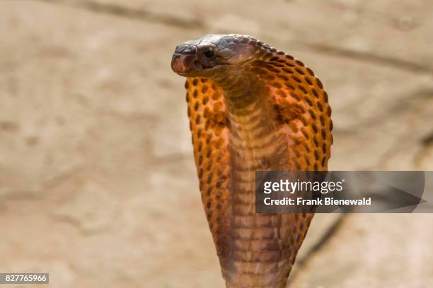 Portrait of a cobra dancing at the holy river Ganges at Dashashwamedh Ghat, Main Ghat, in the suburb Godowlia.