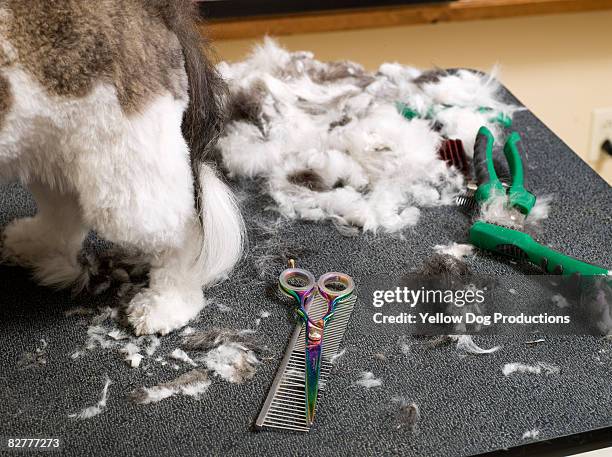 detail of dog grooming - groomer stock pictures, royalty-free photos & images