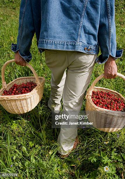 cherry picking in switerland - sierre bildbanksfoton och bilder