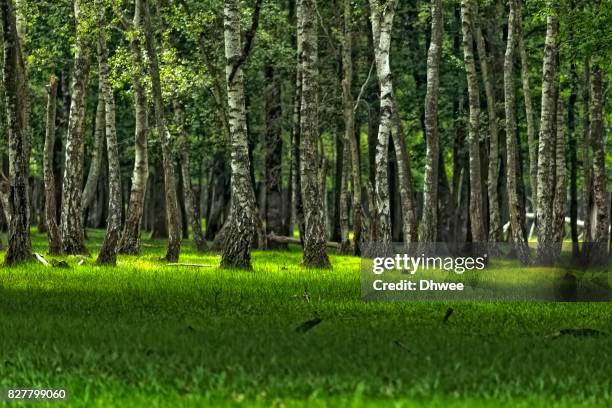 refreshing birch forest and yellow green grass in spring - ランブイエ ストックフォトと画像