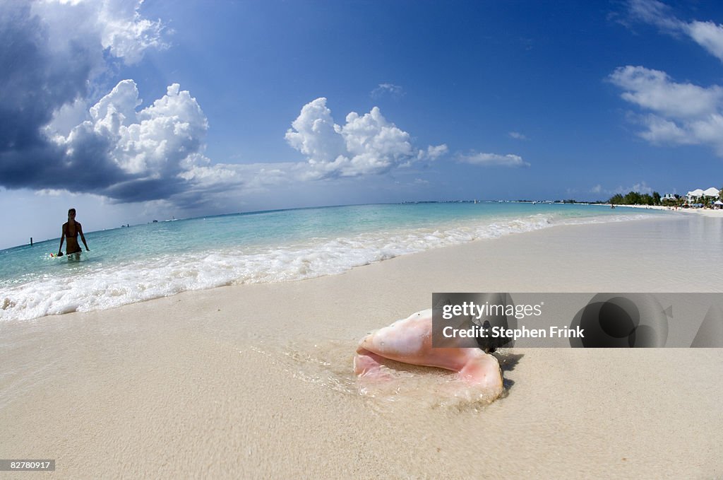 Queen Conch (Strombus gigas) on Beach, Cayman