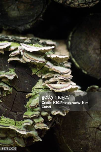 fungus on tree - mushroom coral stock pictures, royalty-free photos & images