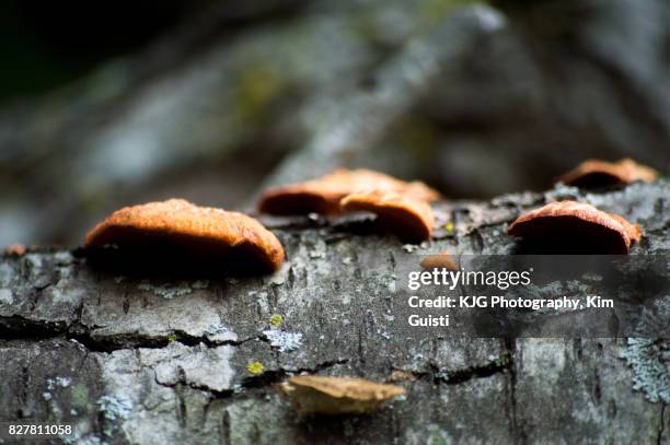 fungus on tree - deuteromycetes fotografías e imágenes de stock