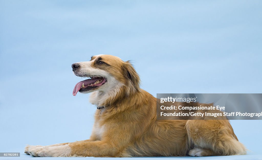 Mixed-breed dog