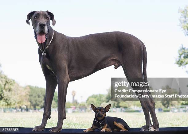 great dane and small mixed-breed dog - gran danés fotografías e imágenes de stock