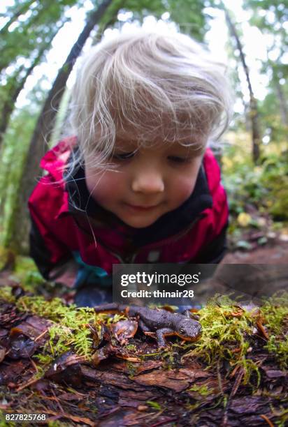 onderzoek kind-newt - salamandra stockfoto's en -beelden