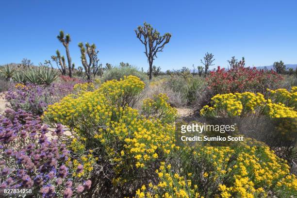 joshua tree and wildflower in spring, mohave national preserve, ca - san bernardino california fotografías e imágenes de stock