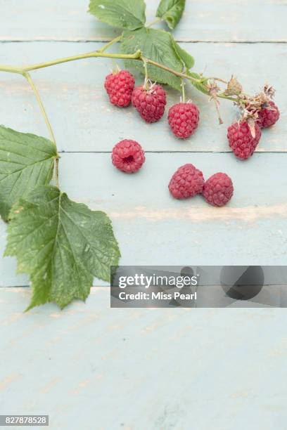 selection of harvested raspberries on table top - raspberry plant stock pictures, royalty-free photos & images