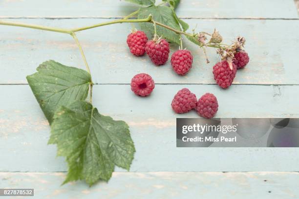 selection of harvested raspberries on table top - raspberry plant stock pictures, royalty-free photos & images