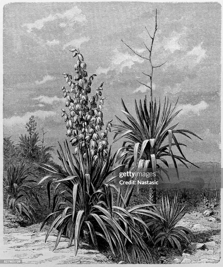 Yucca gloriosa superba (Spanish dagger)
