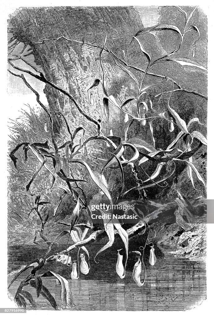 Nepenthes distillatoria , pitcher plant