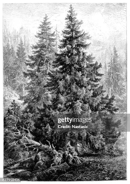 spruce pine tree or pinus picea - single pine tree stock illustrations