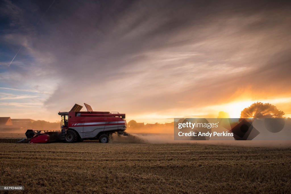 Barley Harvest, Norfolk UK
