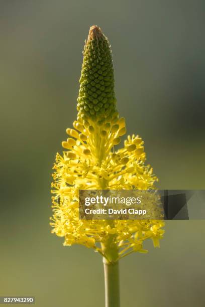 yellow wild flower in cederberg, south africa - cederberg gebirge stock-fotos und bilder