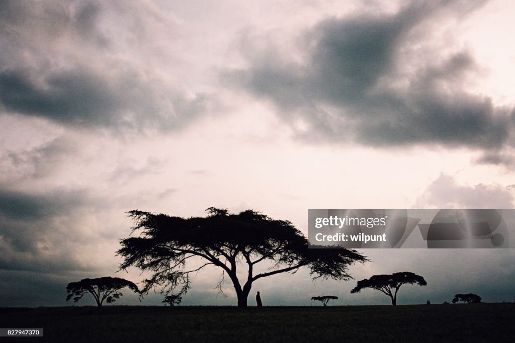 Masai man standing under an Acacia Tree silhouette with sky