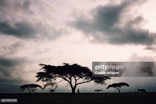 masai man standing under an acacia tree silhouette with sky - grass clearcut stock pictures, royalty-free photos & images