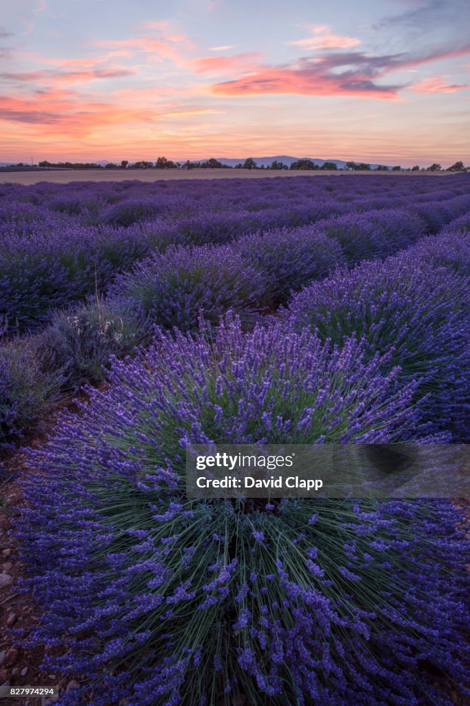 Lavender, Puimossion in Provence, France