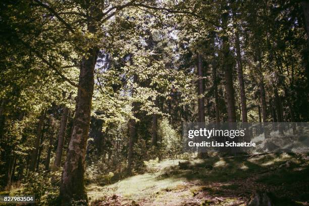 in the forest in bavaria - bavarian forest stock pictures, royalty-free photos & images