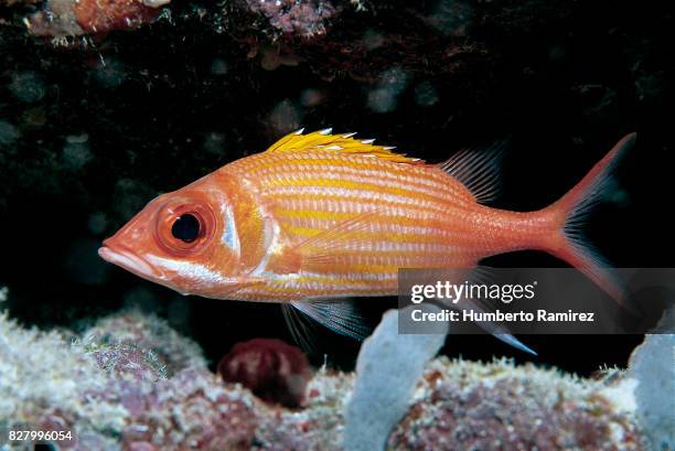 longjaw squirrelfish. - squirrel fish fotografías e imágenes de stock