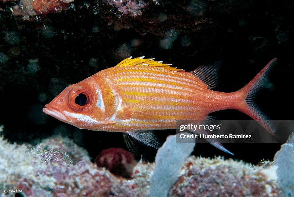 Longjaw Squirrelfish.