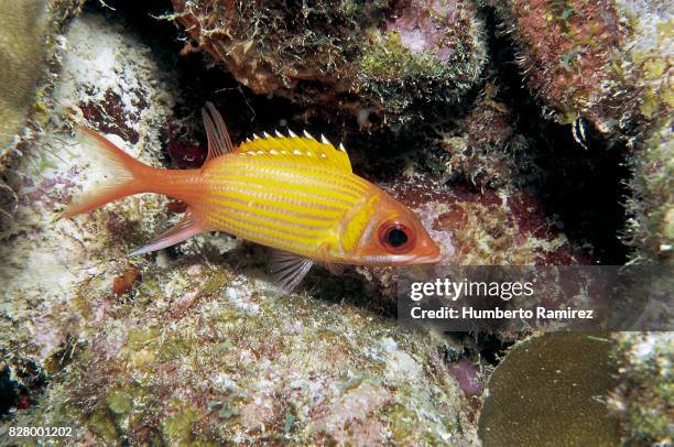 longjaw squirrelfish. - squirrel fish stock-fotos und bilder