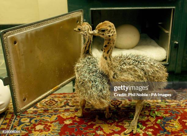 Harry and Houdini, the baby Ostriches rescued by keepers after their nest had been abandoned by their mother after flooding, at Knowsley Safari Park,...