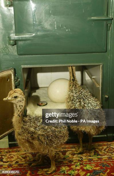 Harry and Houdini, the baby Ostriches rescued by keepers after their nest had been abandoned by their mother after flooding, at Knowsley Safari Park,...