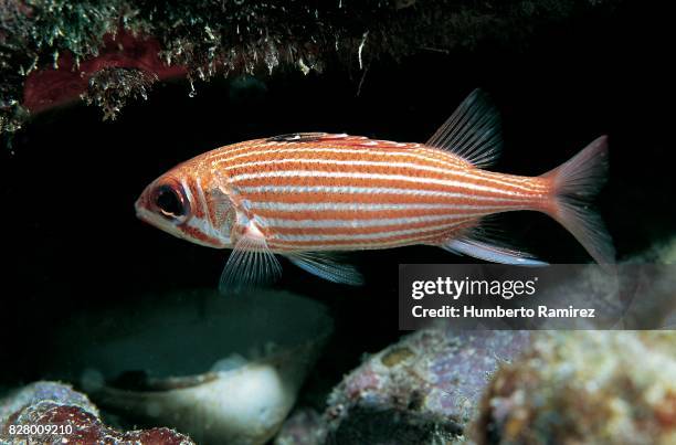 reef squirrelfish. - squirrel fish stock-fotos und bilder