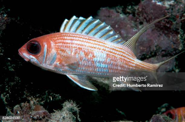 longspine squirrelfish. - squirrel fish stock-fotos und bilder