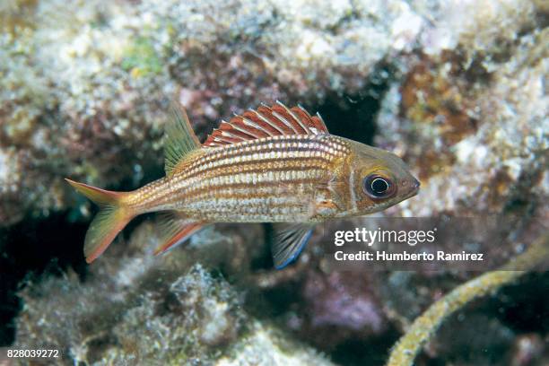 dusky squirrelfish. - squirrel fish stock-fotos und bilder