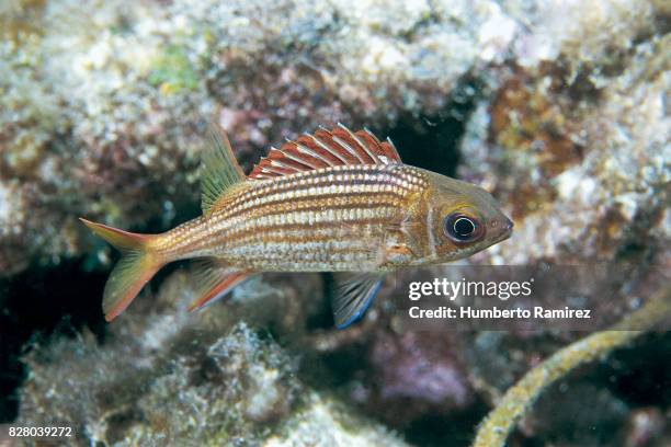 dusky squirrelfish. - squirrel fish fotografías e imágenes de stock